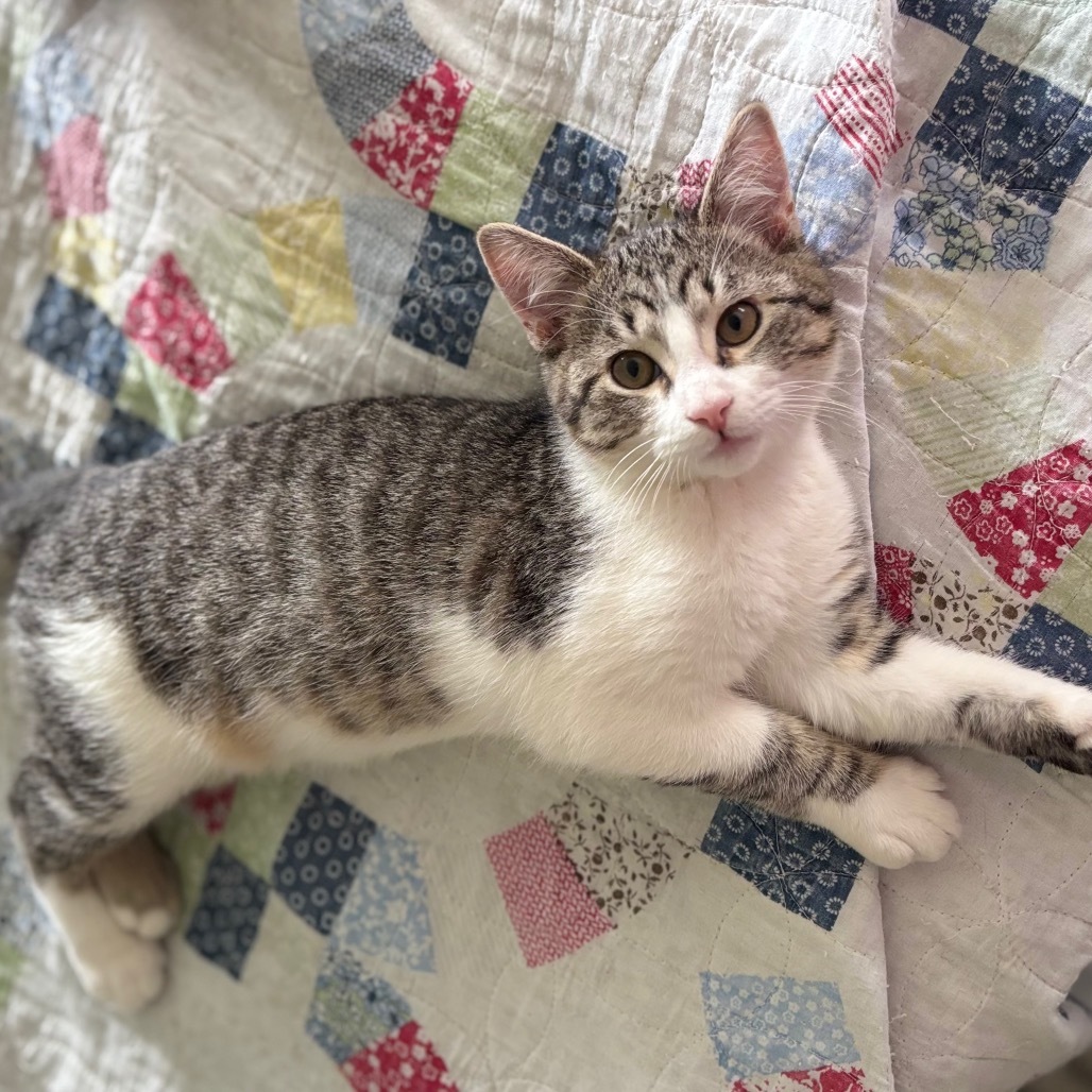 Galindo, an adoptable Domestic Short Hair in Bismarck, ND, 58507 | Photo Image 4