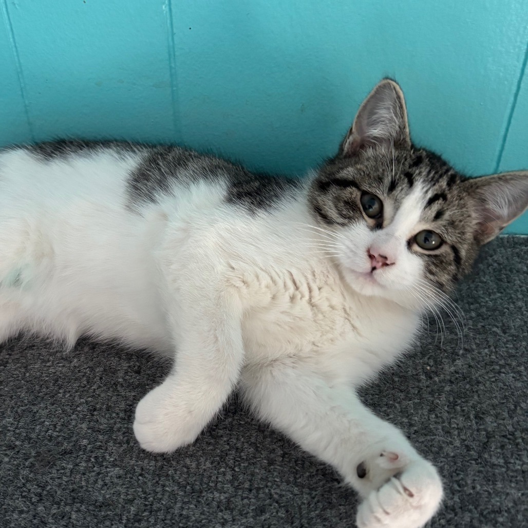 Jeff, an adoptable Domestic Short Hair in Bismarck, ND, 58507 | Photo Image 1