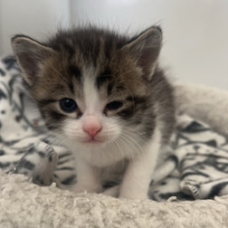 Jeff, an adoptable Domestic Short Hair in Bismarck, ND, 58507 | Photo Image 3