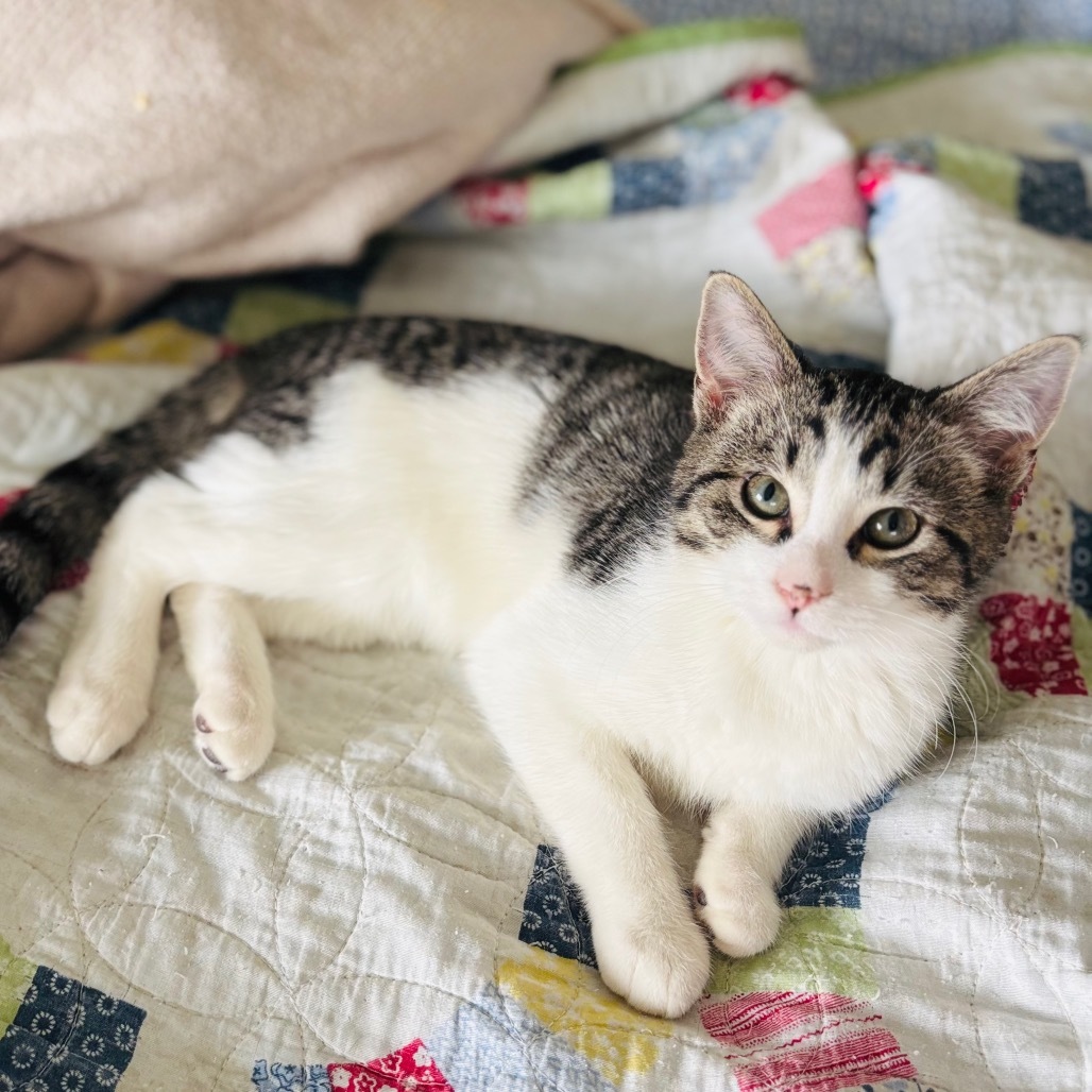 Jeff, an adoptable Domestic Short Hair in Bismarck, ND, 58507 | Photo Image 5
