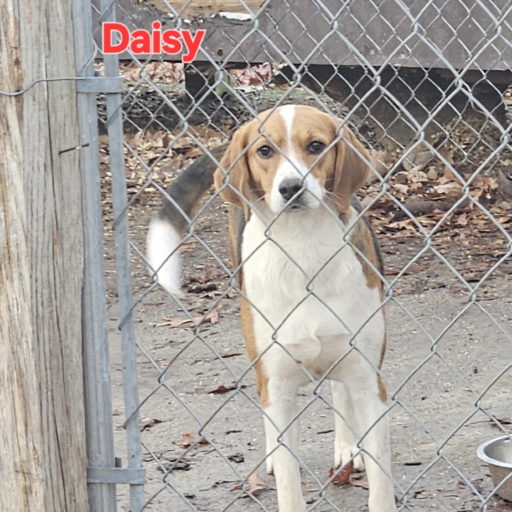 Daisy