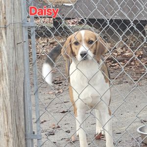 Daisy, Adult Female Hound