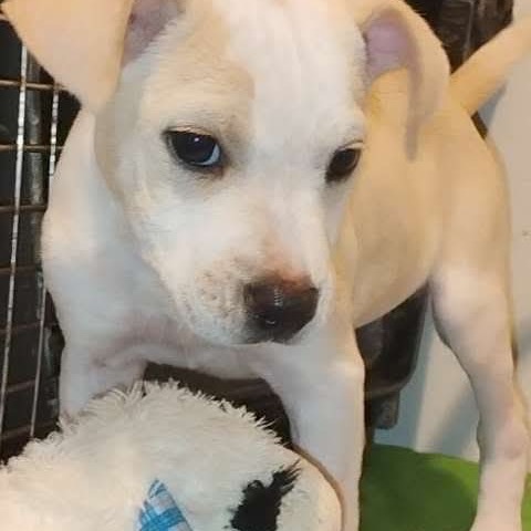 Tia