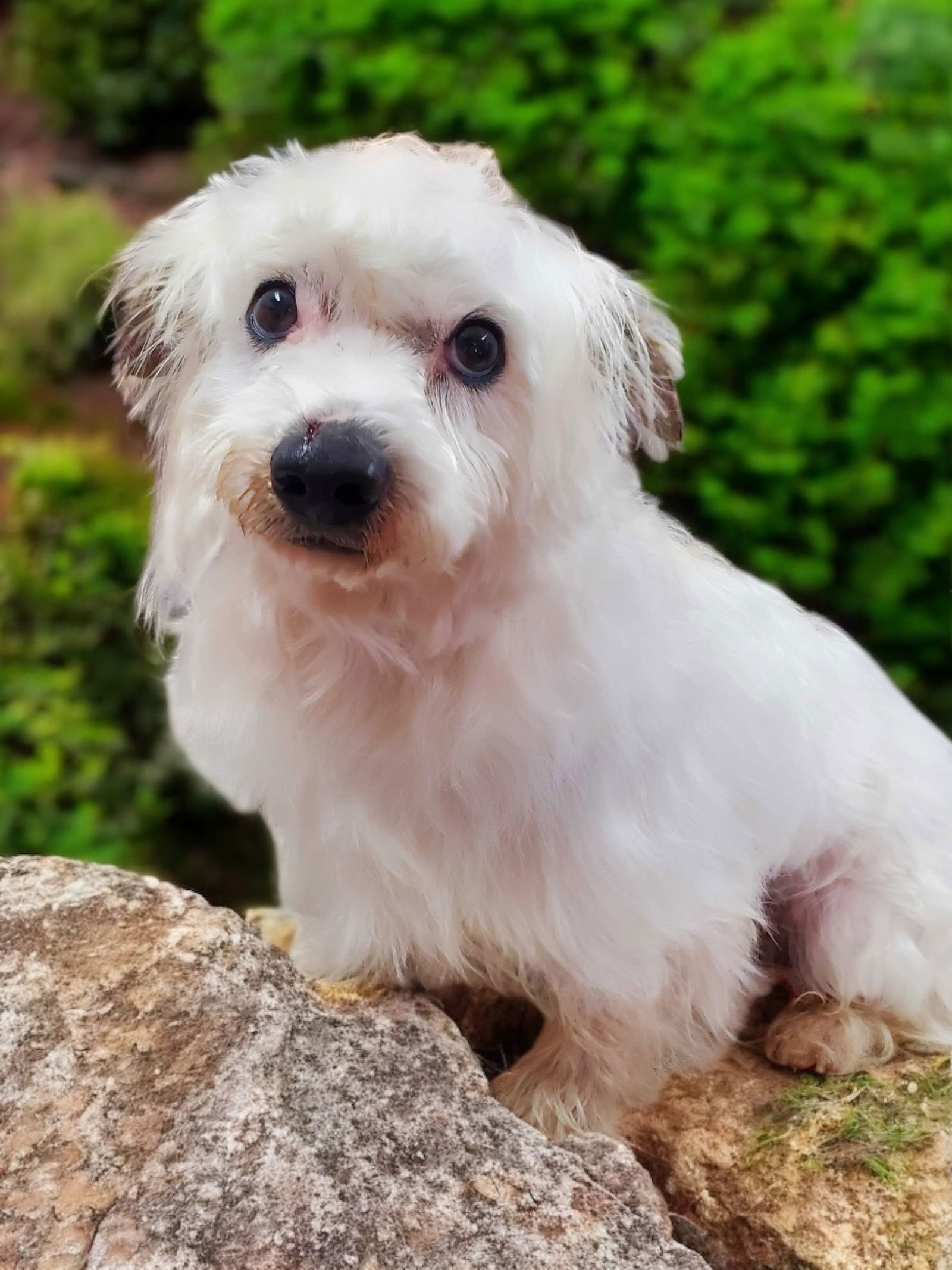 Ziggy Mar 25 - on reserve for Cheryl til 5/15/25