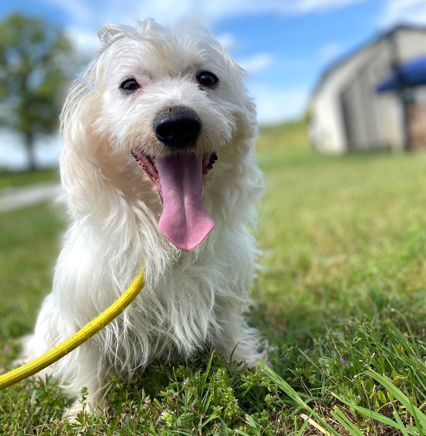 Ziggy Mar 25 - on reserve for Cheryl til 5/15/25