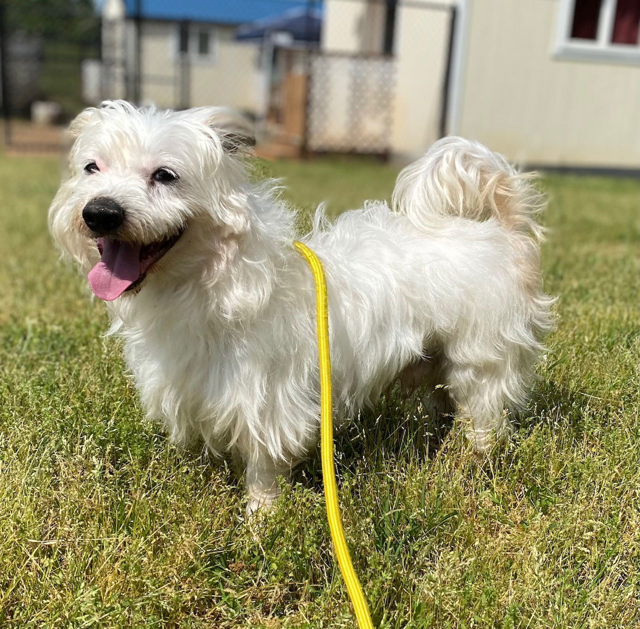Ziggy Mar 25 - on reserve for Cheryl til 5/15/25
