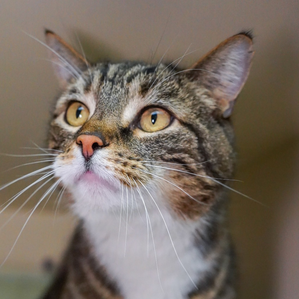 Miles, an adoptable Domestic Short Hair in Thomaston, ME, 04861 | Photo Image 1