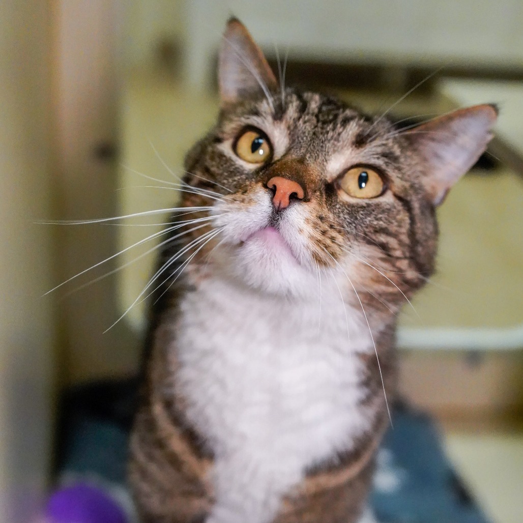 Miles, an adoptable Domestic Short Hair in Thomaston, ME, 04861 | Photo Image 2