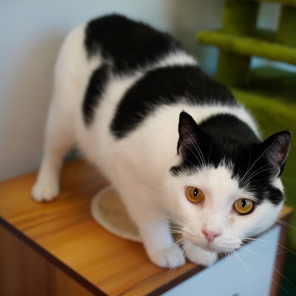 Loki, an adoptable Domestic Short Hair in Thomaston, ME, 04861 | Photo Image 1