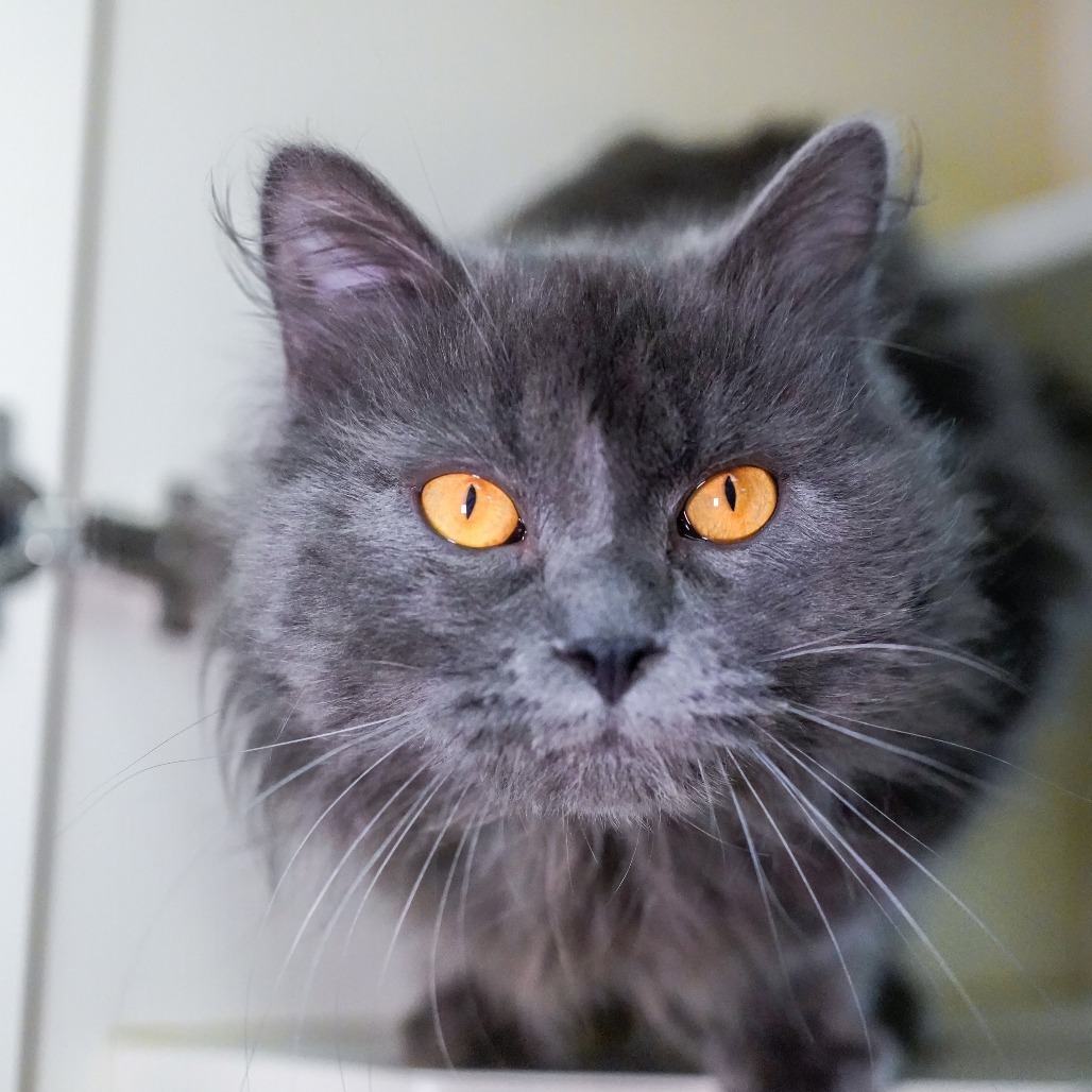 Ferb, an adoptable Domestic Long Hair in Thomaston, ME, 04861 | Photo Image 1