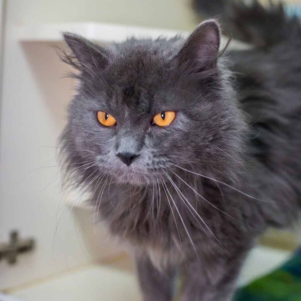 Ferb, an adoptable Domestic Long Hair in Thomaston, ME, 04861 | Photo Image 2