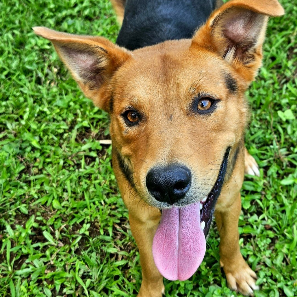 Bam Hugs, an adoptable Mixed Breed in Volcano, HI, 96785 | Photo Image 1