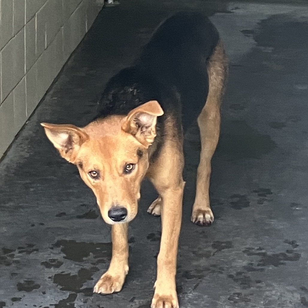 Bam Hugs, an adoptable Mixed Breed in Volcano, HI, 96785 | Photo Image 2