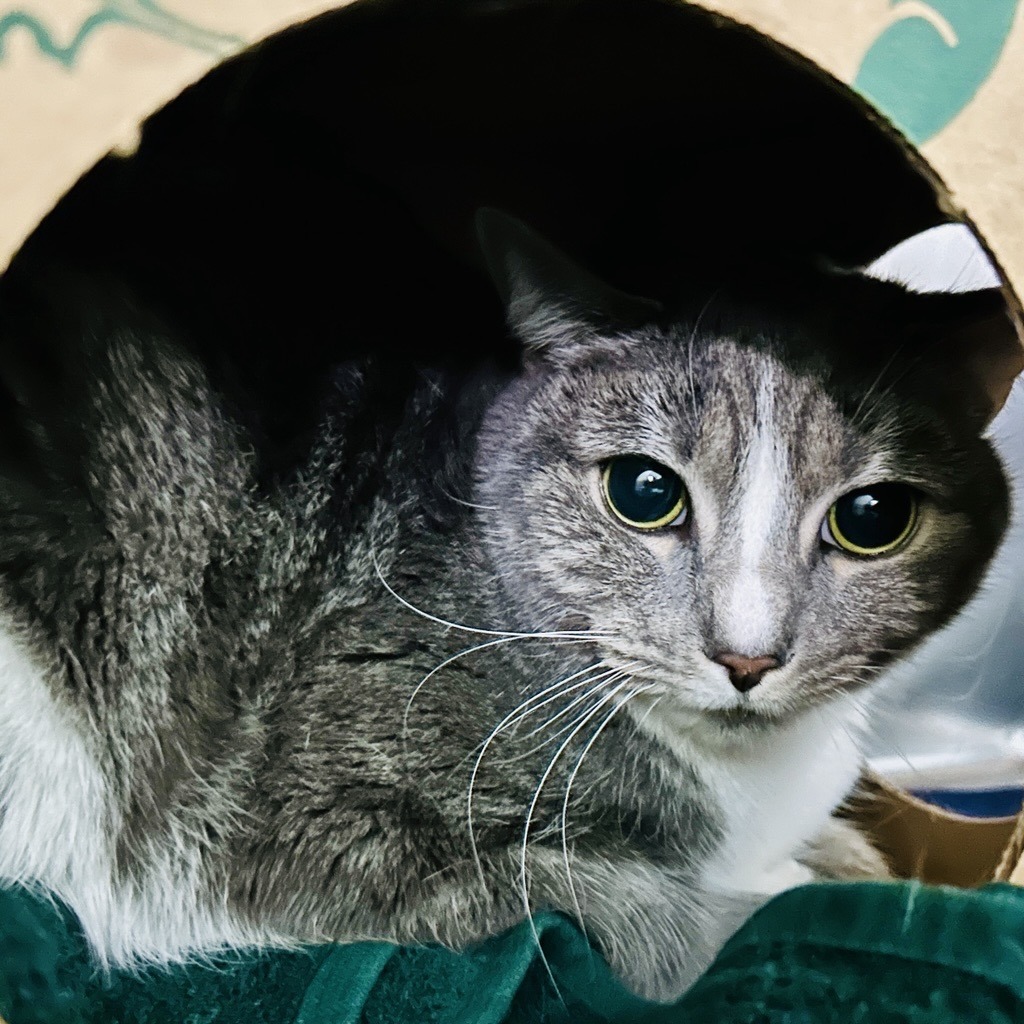 Mimi