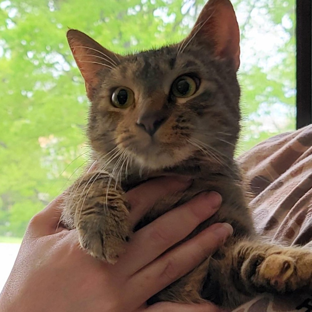 Cashew