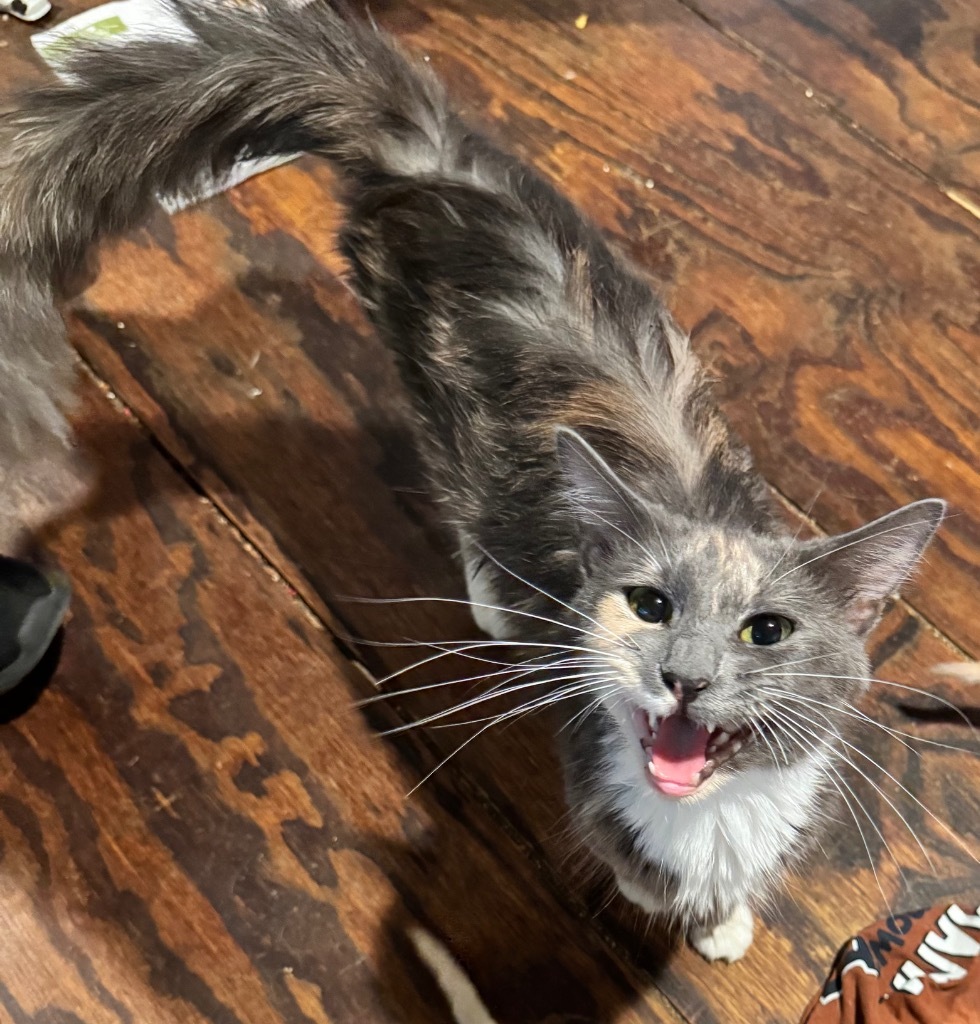 Calypso