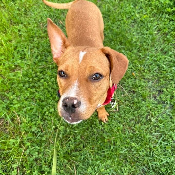 Opie