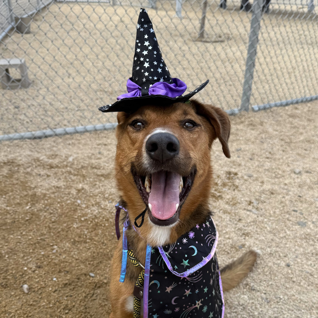 Sunny, an adoptable Mixed Breed in Las Cruces, NM, 88012 | Photo Image 1