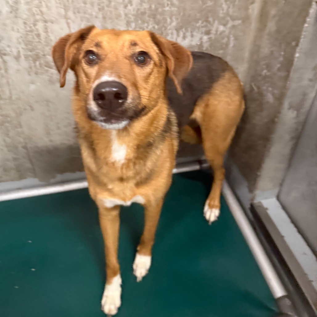 Sunny, an adoptable Mixed Breed in Las Cruces, NM, 88012 | Photo Image 2