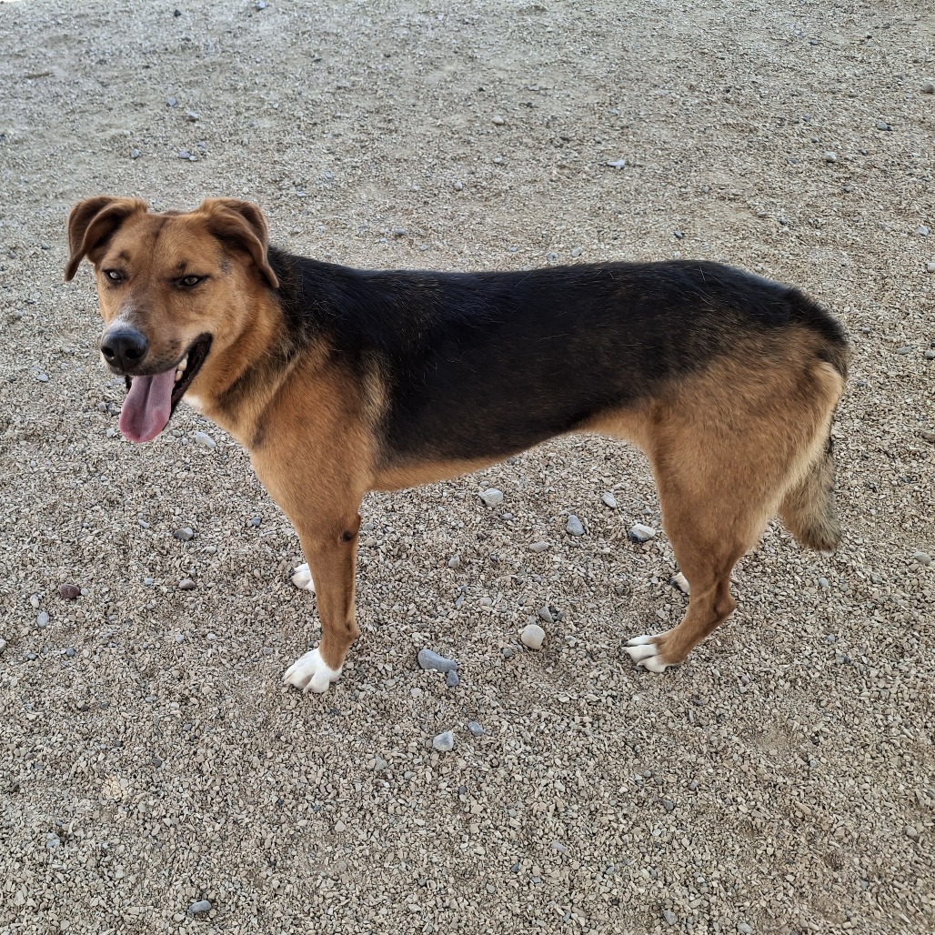 Sunny, an adoptable Mixed Breed in Las Cruces, NM, 88012 | Photo Image 3