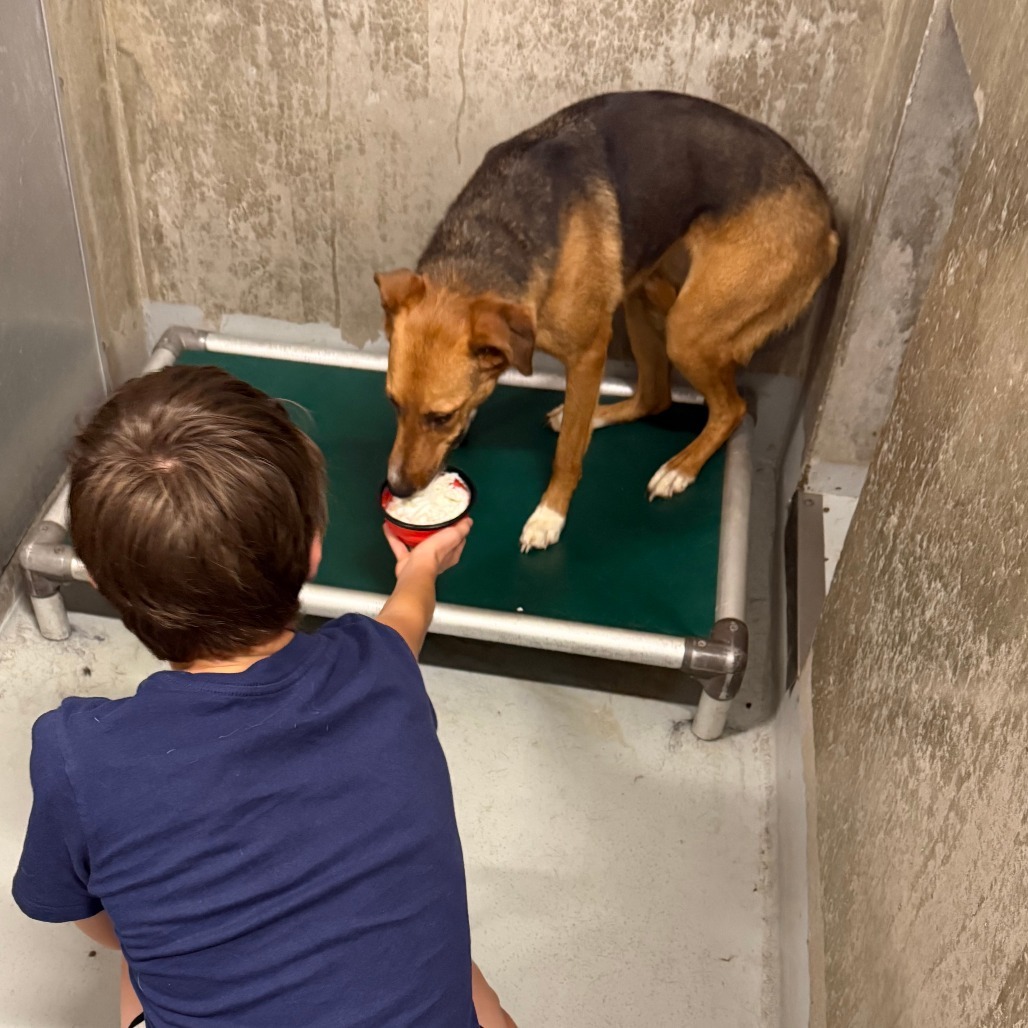 Sunny, an adoptable Mixed Breed in Las Cruces, NM, 88012 | Photo Image 4