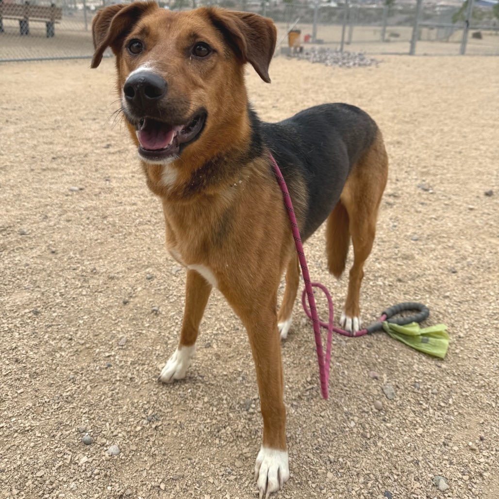 Sunny, an adoptable Mixed Breed in Las Cruces, NM, 88012 | Photo Image 5