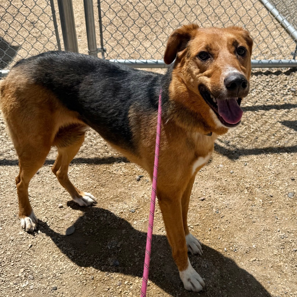 Sunny, an adoptable Mixed Breed in Las Cruces, NM, 88012 | Photo Image 5