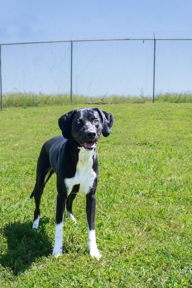 Lulu