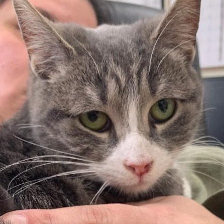 25-026/ Bayley, an adoptable Domestic Short Hair in Tawas City, MI, 48763 | Photo Image 2