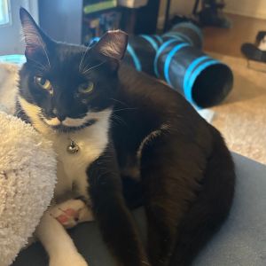 Stevie Budd- AC Domestic Medium Hair Cat