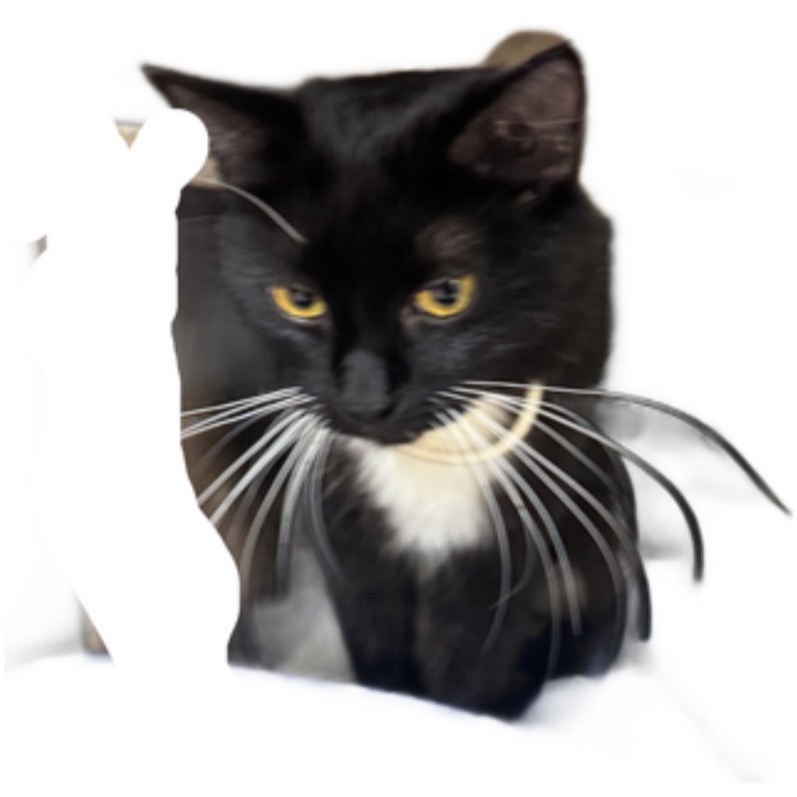 TUSC-Stray-80192