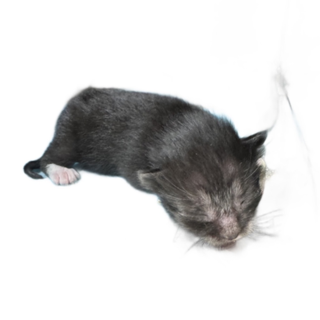 TUSC-Stray-80192_2