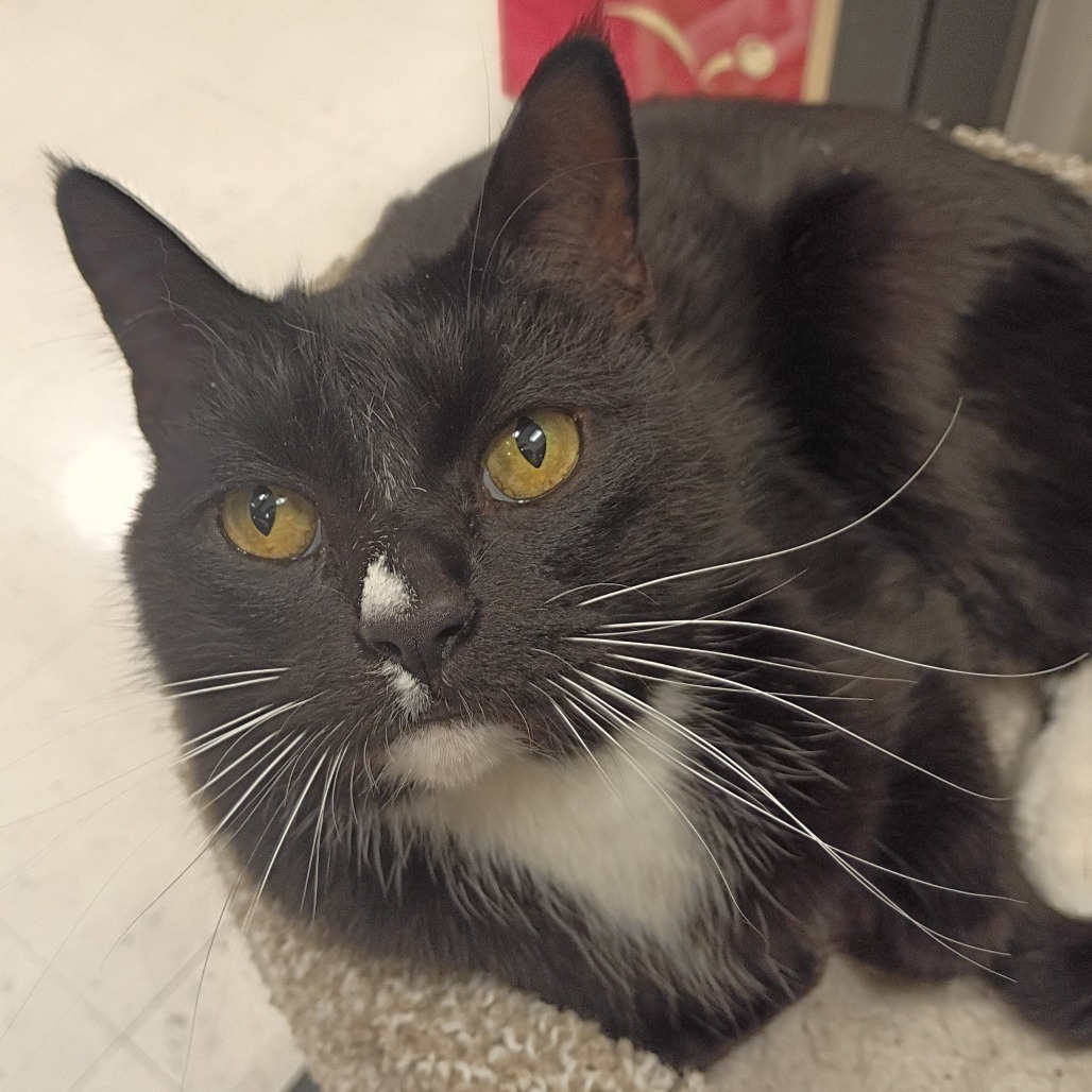 Pork Chop Cat OS NV, an adoptable Domestic Short Hair in Las Vegas, NV, 89145 | Photo Image 1