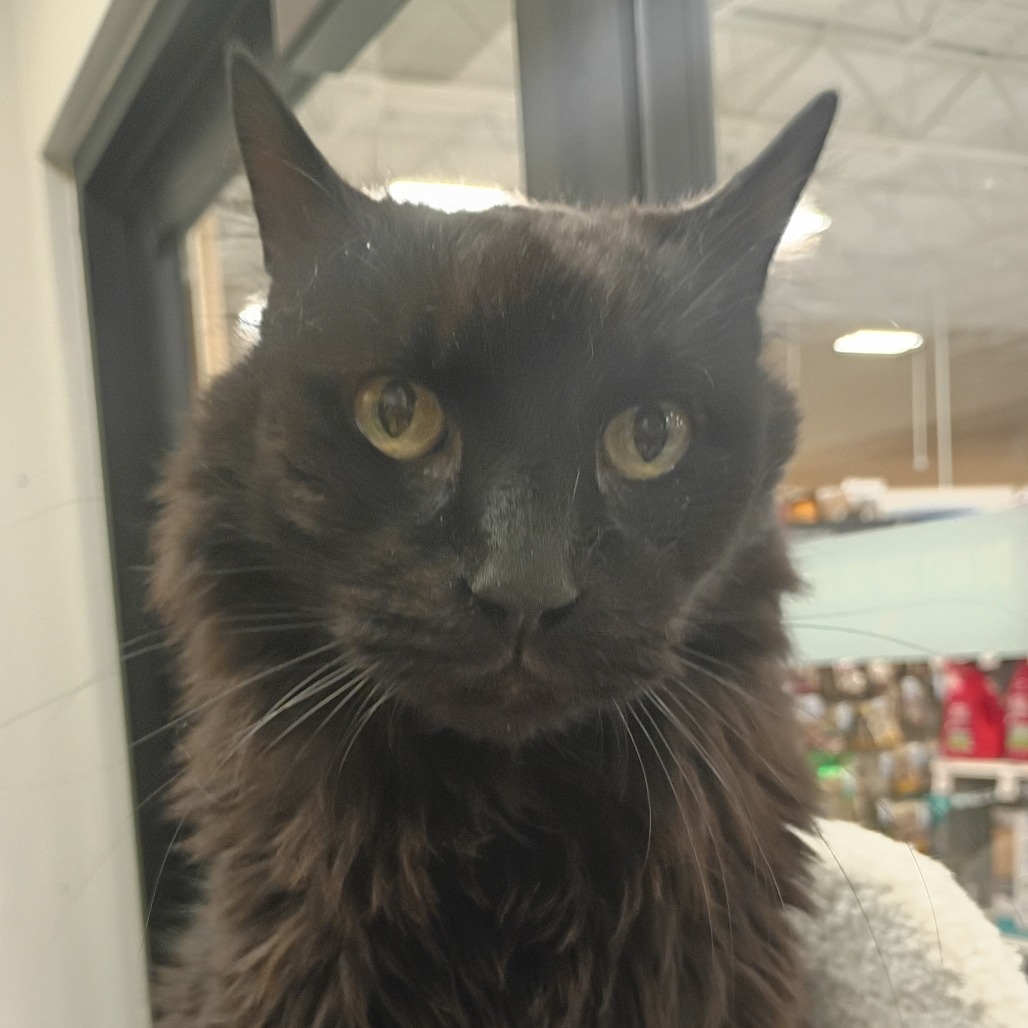 Wyatt Cat OS NV, an adoptable Domestic Long Hair in Las Vegas, NV, 89145 | Photo Image 1