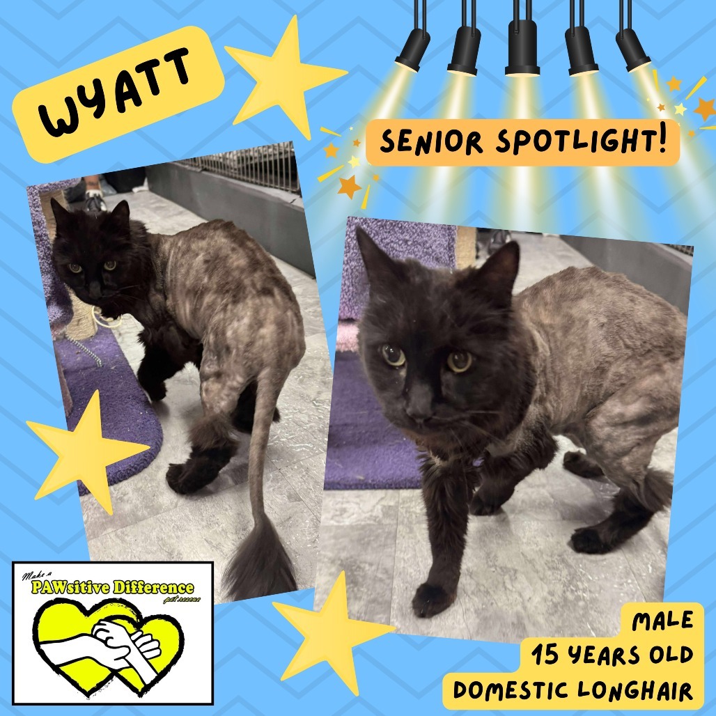 Wyatt Cat OS NV, an adoptable Domestic Long Hair in Las Vegas, NV, 89145 | Photo Image 1