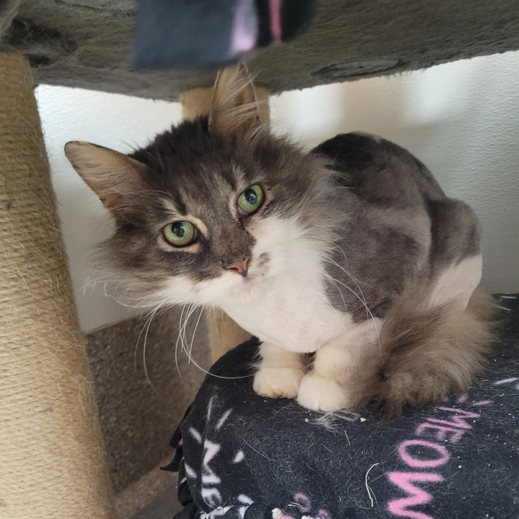 Sloan, an adoptable Domestic Long Hair in Detroit Lakes, MN, 56501 | Photo Image 1