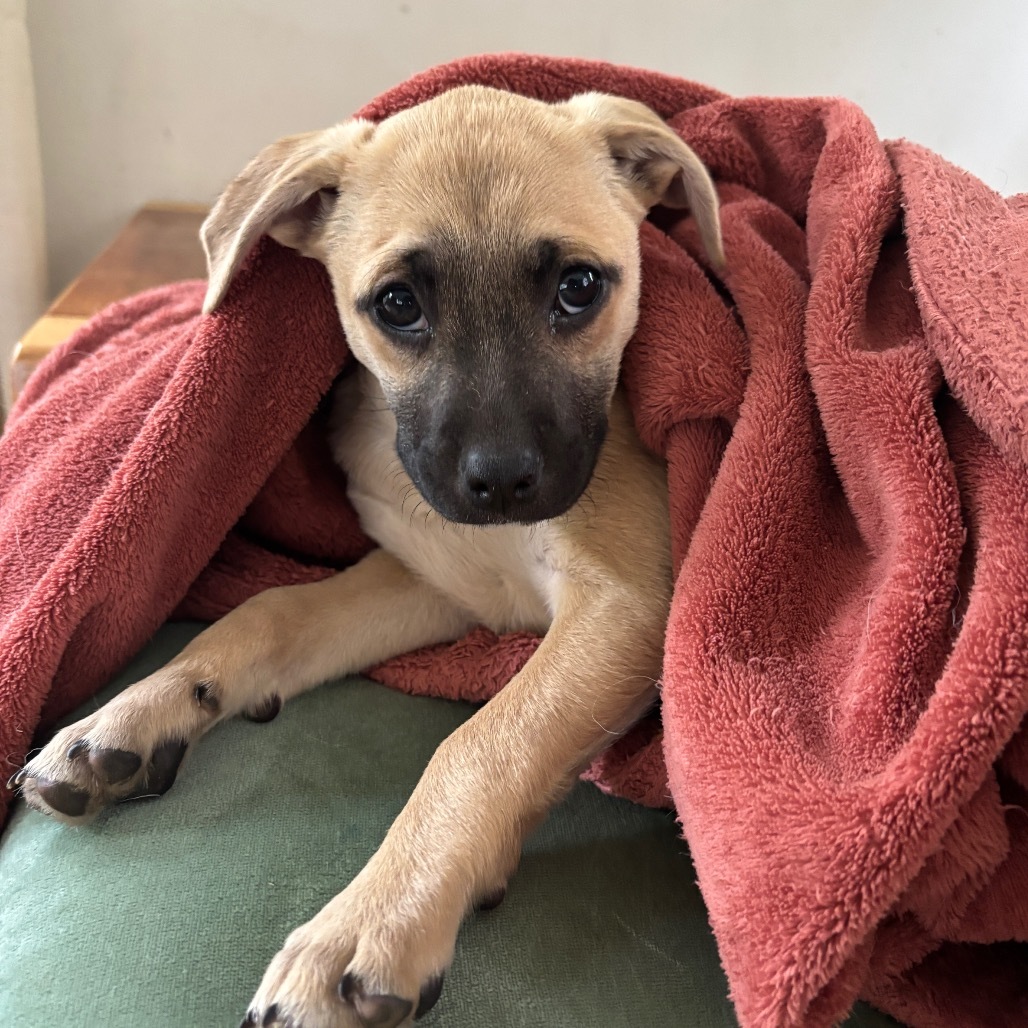 NY Ash (Foster in Carmel)