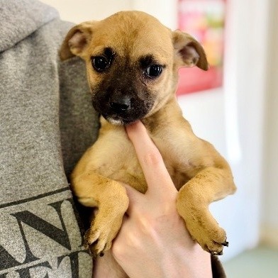 NY Ash (Foster in Carmel)