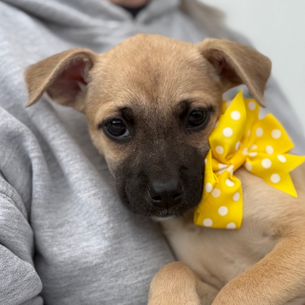 NY Ash (Foster in Carmel)