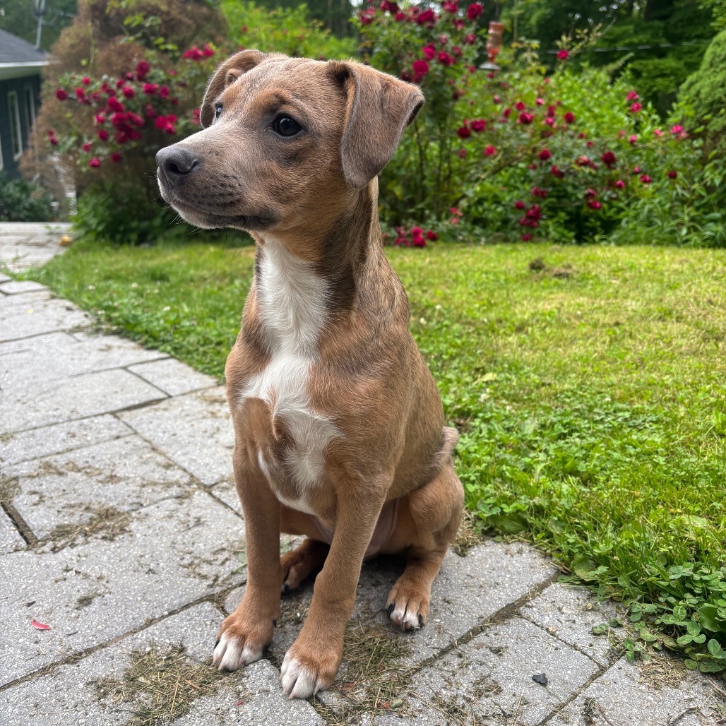 NY Hickory (Foster in Carmel)