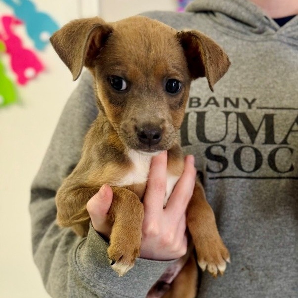 NY Hickory (Foster in Carmel)