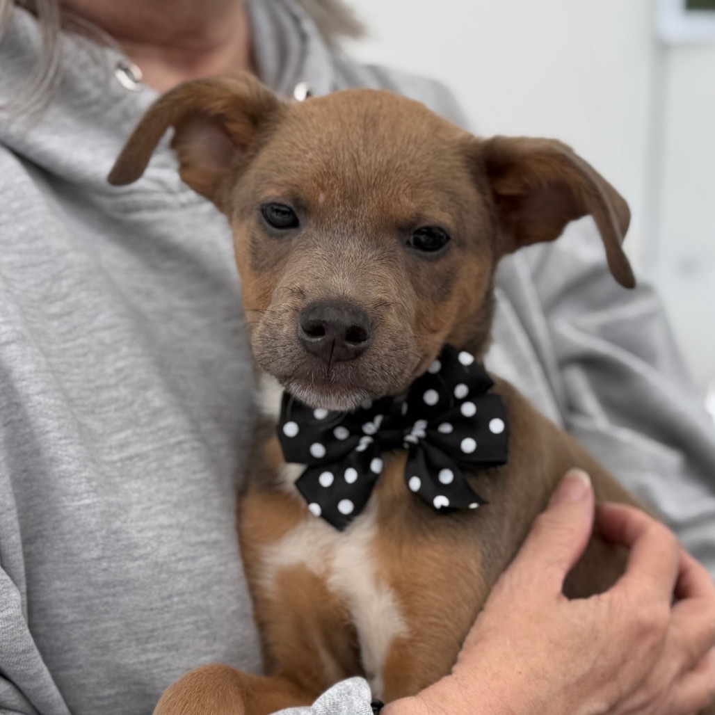 NY Hickory (Foster in Carmel)