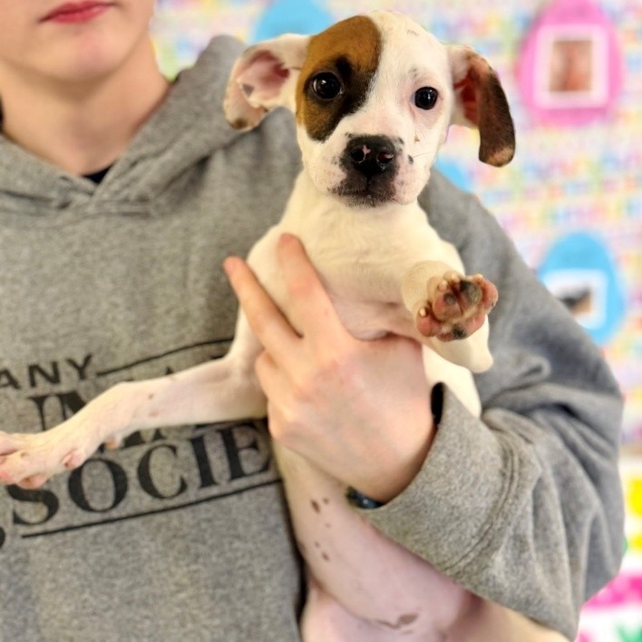 NY Holly (Foster in Carmel)