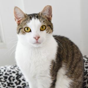 Zion, Adult Male Domestic Short Hair