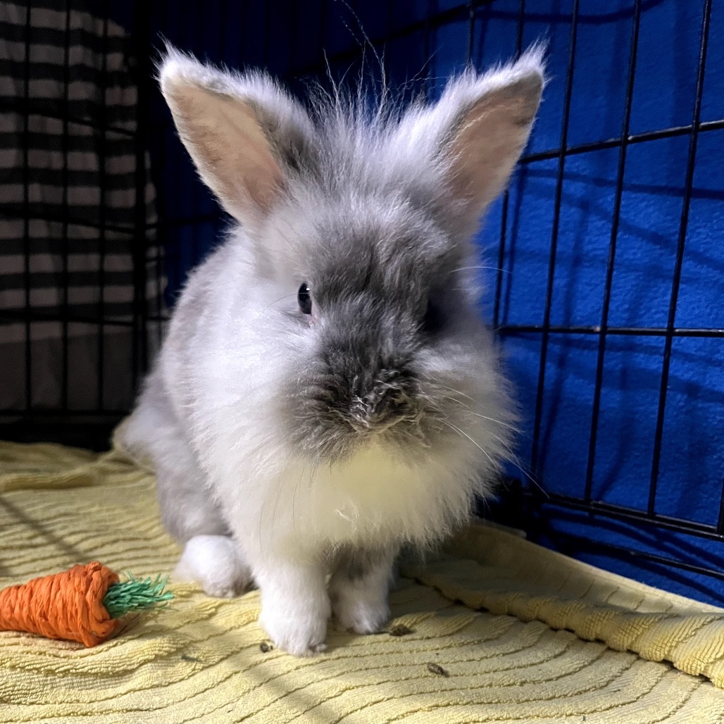 Honey Bunny