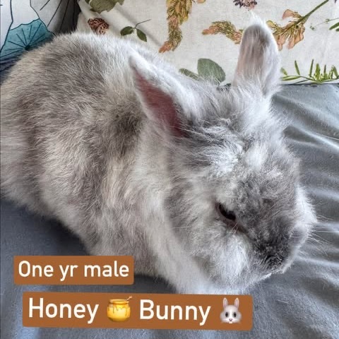 Honey Bunny