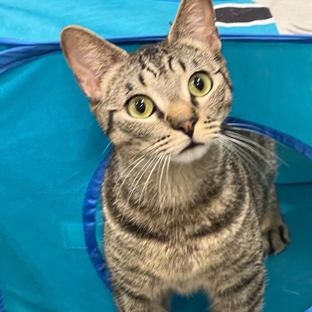Tabitha