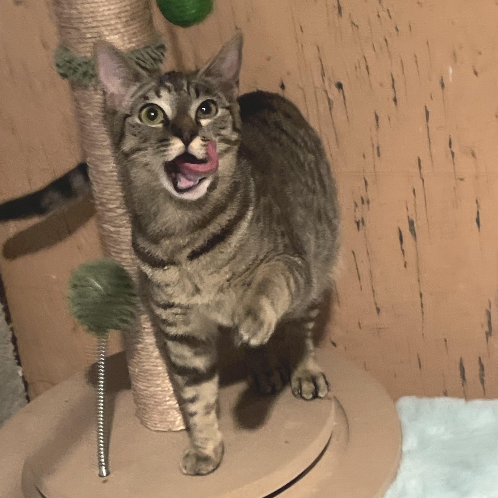 Tabitha