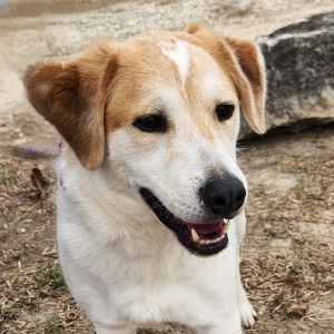 Monty JuM*, Adult Male Australian Shepherd