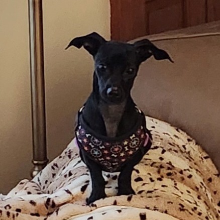Lady * Adoption Pending! *